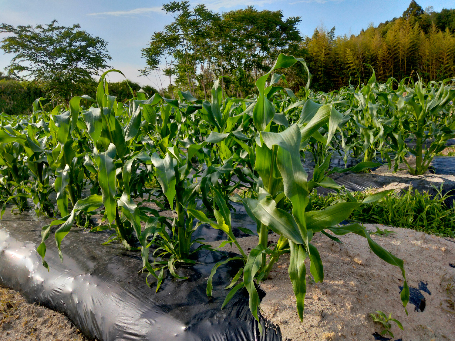 キッチンとくだ